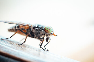 Unruly and unwelcome, the pesky blowfly dances atop an animal's fur, a small but formidable...