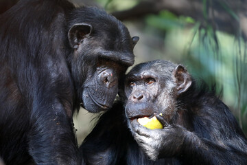 Chimpanzee (Pan troglodytes) close up view
