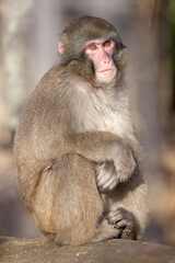 Japanese Macaque (Macaca Fuscata) portrait