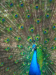A majestic peacock displays its vibrant feathers, exuding a fierce and untamed energy amidst the serene backdrop of nature