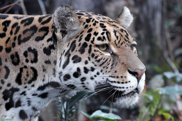 Jaguar (Panthera Onca) close up view