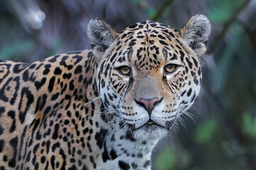 Jaguar (Panthera Onca) close up view