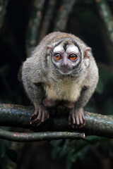 The gray-handed night monkey (Aotus griseimembra) or Douroucoelie close up view