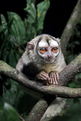 The gray-handed night monkey (Aotus griseimembra) or Douroucoelie close up view