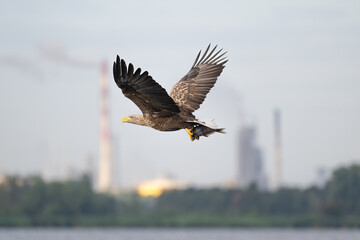 White-tailed eagle caught a fish in the waters of the Szczecin Lagoon. Polska. - obrazy, fototapety, plakaty