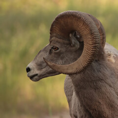 Fototapeta premium Profile of a Sheep