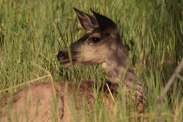 Mule Deer Looking Over Shoulder