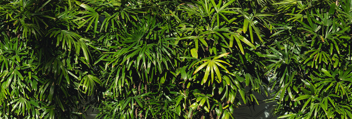 Tropical Island Vacation with Palm Trees and Blue Skies