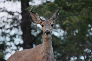 Mule Deer