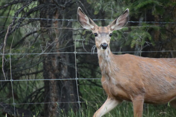 Mule Deer in Front of Fence