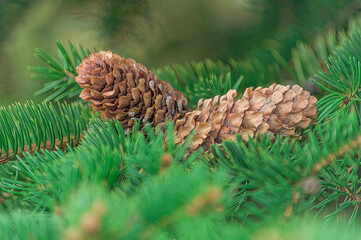 Beautiful green Christmas tree with cones.