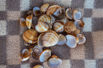 Cerastoderma edule common cockle empty seashells on sandy beach, simplicity background pattern in...