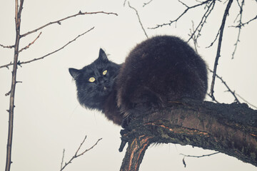 beautiful black cat sitting on road in garden, abstract natural background. summer season. cute domestic Cat relax on walking and carefully look to camera. happy pet outdoor. template