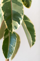 Ailing Ficus elastica ‘Tineke’ Against a Bright Wall. Leaves Hang Low. Close-up.