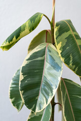 Unhealthy Ficus elastica ‘Tineke’ Against a Light Wall. Drooping Leaves. Close-up.
