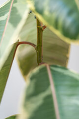 Ailing Ficus elastica Tineke with Drooping Leaves. Close-up View of Damaged Plant Stem.
