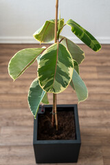 Unwell Ficus elastica ‘Tineke’ on a Brown Floor in a Black Pot. Drooping Leaves. Close-up. Top View.