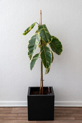 Ailing Ficus elastica Tineke in a Black Pot Against a Light Wall. Drooping Leaves.