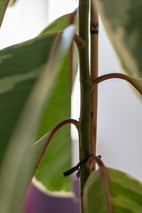 Sick Ficus elastica Tineke. Drooping Leaves. Close-up. Damaged Plant Stem.