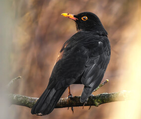 Amsel im Sonnenschein