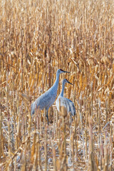 Two Sandhill Cranes stand together in a clearing if a large cornfield during the winter migration.