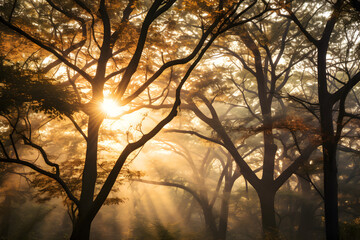 Obraz premium sunset in the forest