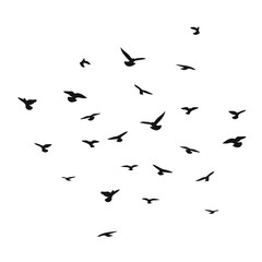 Silhouette sketch of a flock of flying birds, flight in different positions. Takeoff, flying, flight, flutter, hover, soaring, landing