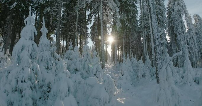 Aerial: Drone Forward Scenic View Of Tall Snowy Trees In Forest Against Sky - Oberhof, Germany