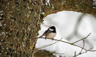 tit on a tree