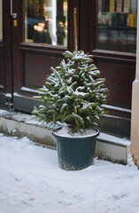 A small green decorative Christmas tree stands in a plastic pot on a gray paved sidewalk outside a store in Lviv, Ukraine. Winter snow. New Year's Eve.