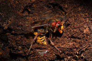 European Hornet Queen hidden in a log in autumn in Ohio. She will hibernate here until the spring thaw, when she will emerge to build a nest and start a colony. 