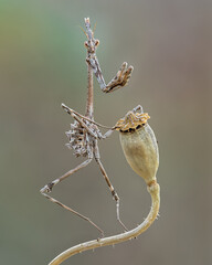 Empusa pennata