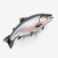 Salmon fresco