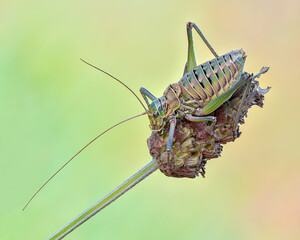 Ephippigerida diluta