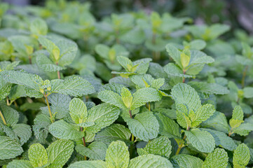 Large-leaved green mint in the garden.