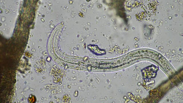 microorganisms and soil biology, with nematodes and fungi under the microscope.