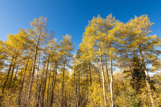 Landscape shot looking up towards the tops of a thicket of aspen trees in autumn, with golden yellow leaves, white tree trunks, and blue sky.