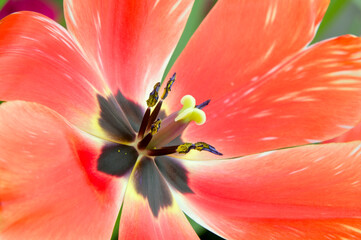 closeup or macro view of tulip flower and stamens anthers style and petals