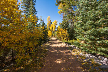 A hiking trail recedes into the distance in an autumn forest of aspen and evergreen trees, with clear blue skies overhead.