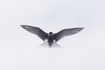 Common tern in flight before attacking - obrazy, fototapety, plakaty