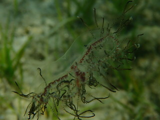 Clinging jellyfish or angled hydromedusa (Gonionemus vertens) undersea, Aegean Sea, Greece, Halkidiki