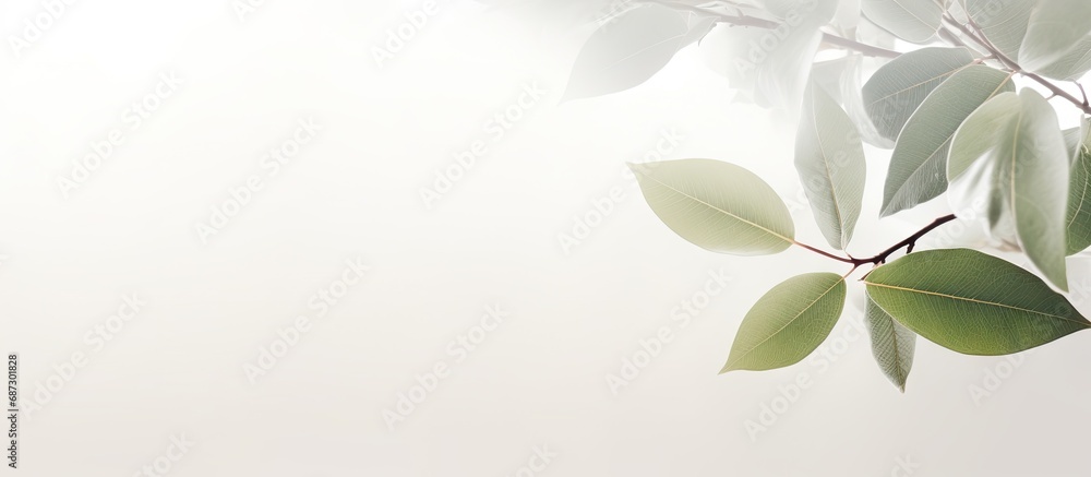 Poster Blurred background with bokeh natural leaves on white wall Shadow effect for foliage banner layout Copy space image Place for adding text or design