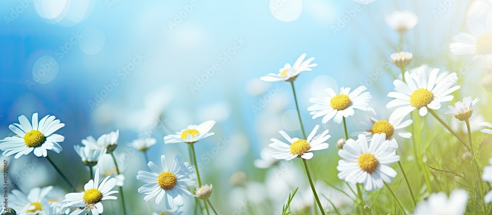 Aufkleber blurred spring floral background with daisies and blue sky copy space image place for adding text or