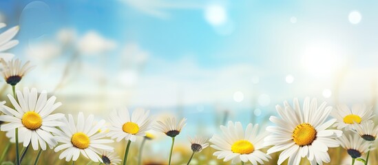 Blurred spring floral background with daisies and blue sky Copy space image Place for adding text or design
