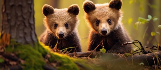 A pair of young brown bear cubs in the European wilderness without their mother Copy space image Place for adding text or design - obrazy, fototapety, plakaty