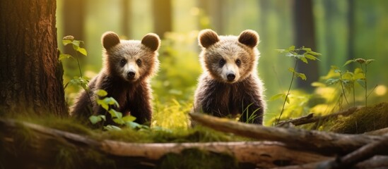 A pair of young brown bear cubs in the European wilderness without their mother Copy space image Place for adding text or design