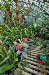 Fototapeta premium Plants and flowers in the greenhouses of Auteuil botanical garden