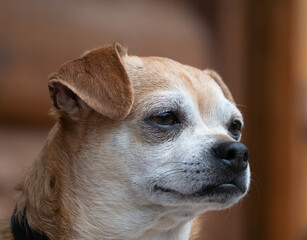 Close Up of the Head of a Part Chihuahua Mixed Breed Dog