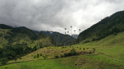 Cocora Salento Quindio PALMA DE CERA
