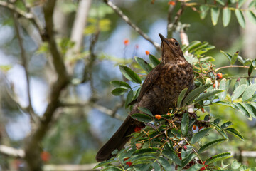 Portrait of a young blackbird (turdus merula) perching in a Rowan tree